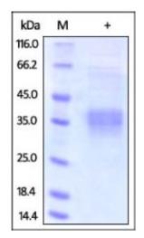 SDS-PAGE (CLU-11H).jpg